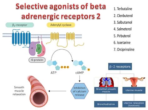 beta one receptors|Adrenergic Receptors: Team Beta .